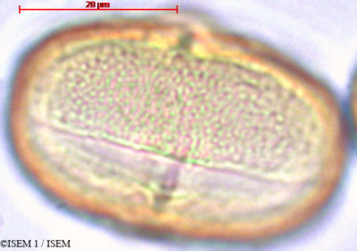 Melianthus comosus - lame n° 29384